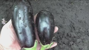 Как я выращиваю баклажаны в открытом грунте