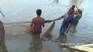 Huge Silver Carp Fish Breeds net Fishing By Fisherman - Bighead Carp (Asian) Carp Catching With Net