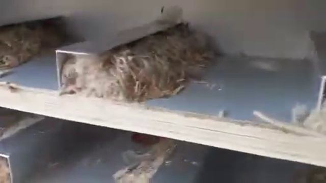 что скрывается в ваших подушках??????? смотреть онлайн