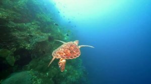 Стратегия выживания - Все части - Документальный фильм