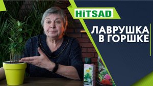 Лавр в домашних условиях ✔️ Экзотика на подоконнике Лавровое дерево