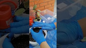 Черенкуем Хойю Сильвер доллар