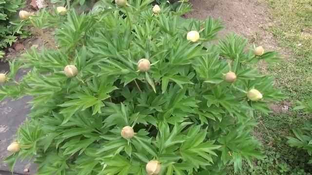 Peony Garden 5-12-2017 Festiva Maxima, Bartzella, Alice Harding смотреть онлайн