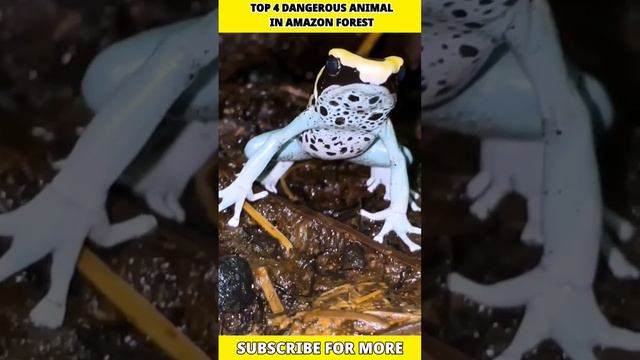 TOP 4 DANGEROUS ANIMAL IN AMAZON FOREST #facts #shortvideo