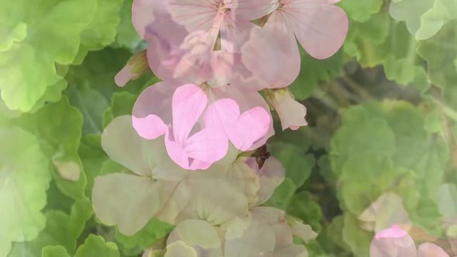 ピンクのゼラニウムの花言葉「決心」「決意」　　　　　　　　　　　　　　　　　　　　　癒しの花と音楽 смотреть онлайн