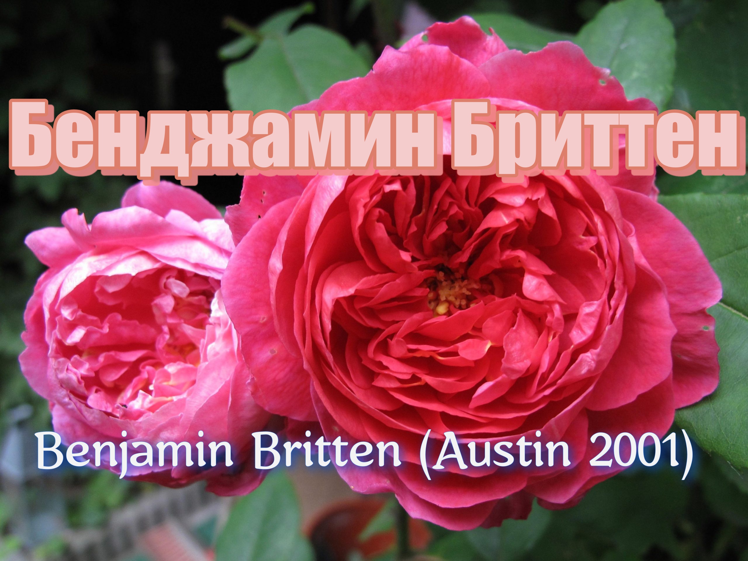 Роза Бенджамин Бриттен - Benjamin Britten (Austin 2001)