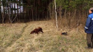 Ирландский сеттер.Irish setter