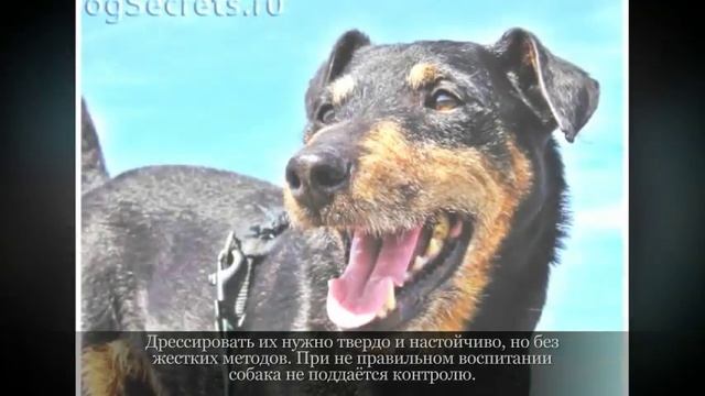 Маленькие породы собак Немецкий ягдтерьер смотреть онлайн