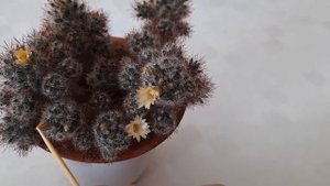 #кактус #маммиллярия / Маммиллярия (лат. mammillaria). Весеннее цветение кактуса