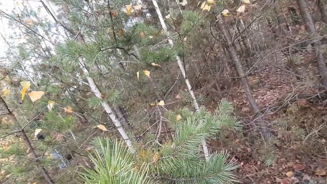 польский гриб, в Клавдиевском лесу. смотреть онлайн