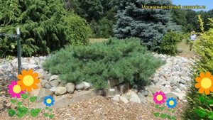 Сосна обыкновенная Хилсайд Крипер. Краткий обзор, описание pinus sylvestris Hillside Creeper