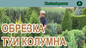 Обрезка и формировка туи западной колоновидной Колумна!Выращивание хвойных растений."Хвойный дворик"