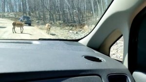 VLOG Дикая природа Канады, Олени размером с автомобиль, Парк Омега