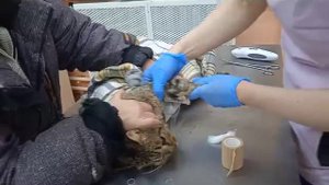 Котик Дорожник на приеме
