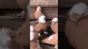 "" ГОЛУБИ БЛАГОДАРНЕНСКИЕ "" АЛЕКСАНДР В ГОСТЯХ .С. ДИВНОЕ ""