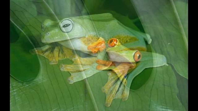 Лягушки-квакушки. смотреть онлайн