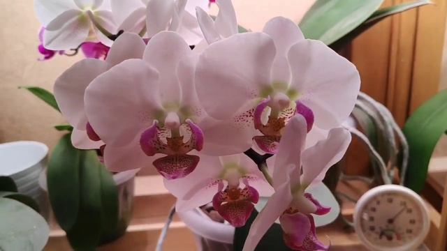 29.03.21.мои прекрасные ОРХИДЕИ (2019-2020) смотреть онлайн