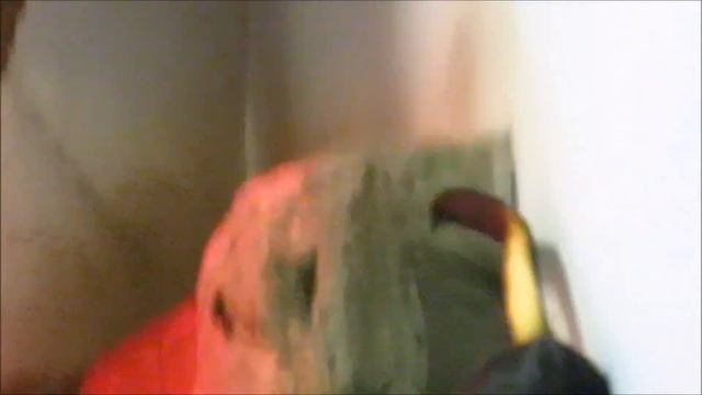 У золотистоголовых львиных тамаринов пополнение 22.08.2022 смотреть онлайн