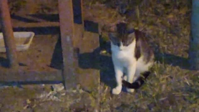 бездомные коты кушают😍смотреть видео на канале Блэки кэт смотреть онлайн