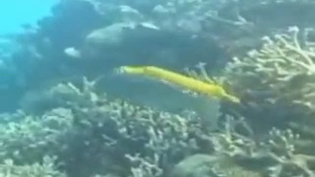 КАЗАКША КАРАОКЕ $9 КАРАГЫМ-АЙ смотреть онлайн