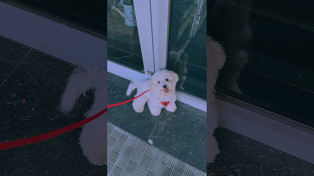 Хорошего дня, друзья!🐶 #бишонфризе #белаясобака #красивая