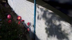 Хризантемы выгонка в сентябре. Бизнес дома