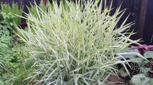 Фалярис тростниковый с желтым краем  / Phalaris arundinacea