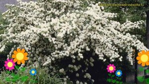 Калина складчатая Ротундифолиум. Краткий обзор, описание viburnum plicatum Rotundifolium
