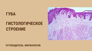 Гистологическое строение губы