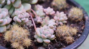 Arranjo de suculentas - Echeveria prolífica e Mammillaria prolifera - Cacto pimenta