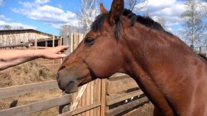 Фермерское хозяйство Александра Храмова