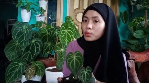 peebedaan anthurium kuping gajah tarantullah dan kuping gajah mini