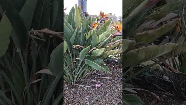 Birds of Paradise flowering 💐