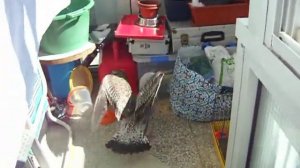 ЧАйка залетела на балкон