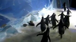 Пингвины бегают за лазерной указкой 