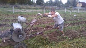 Копаем картошку картофелекопалкой мотоблоком урал