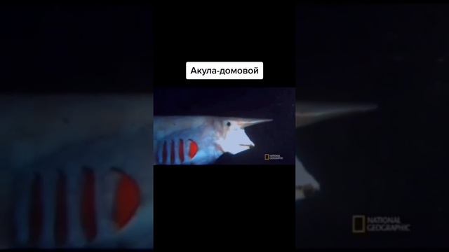 ЖУТКИЕ СУЩЕСТВА НАЙДЕННЫЕ УЧЕНЫМИ НА ДНЕ ОКЕАНА!!!