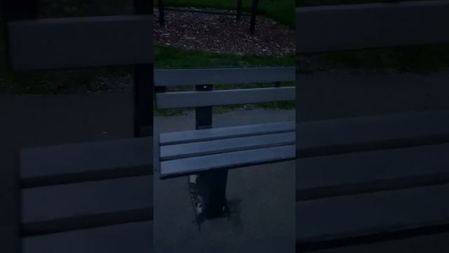 Строительство авто и вело дорог. Дренаж,освещение улиц солнечными батареями.Тренажёры на дорожках. смотреть онлайн