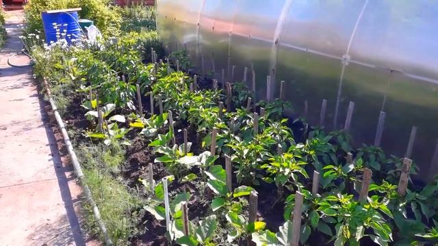 Что на Даче 10 июня? #дача10июня смотреть онлайн