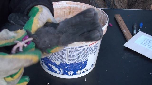 Кольцевание голубей. Олег Костяков, г. Самара смотреть онлайн