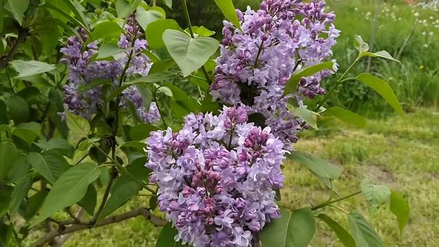 Lilac 'Nebo Moskvy' MOSCOW SKY, lilak pospolity Niebo Moskwy, Syringa vulgaris( Kolesnikov 1963) смотреть онлайн