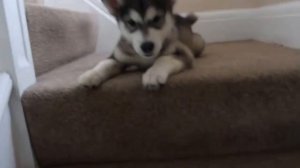 Щенок маламута на лестнице