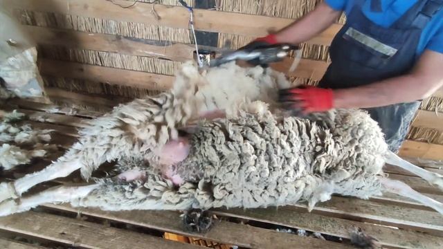 Стрижка овец смотреть онлайн