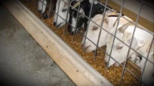 Разведение молочных и мясных пород коз