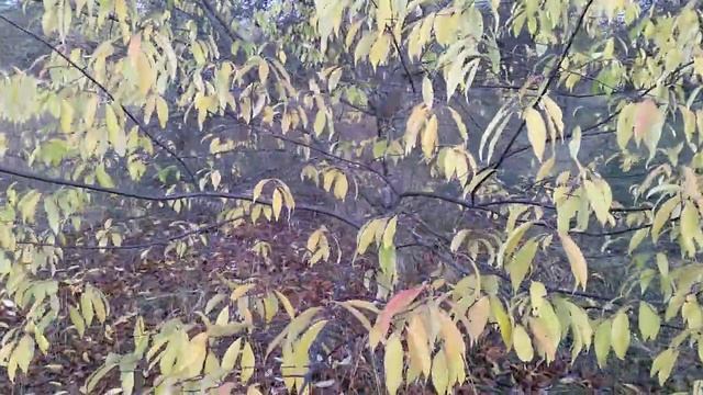 Старый сад...нежность... смотреть онлайн