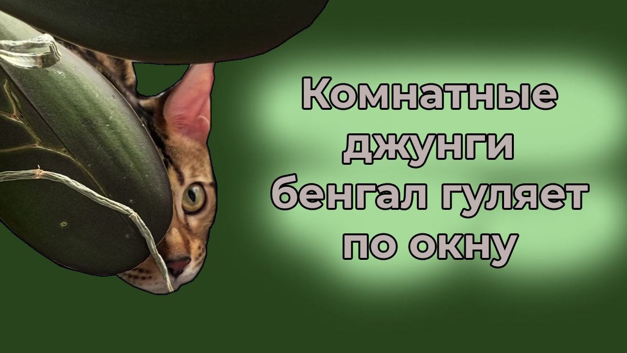 Кот в домашних джунглях