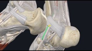 Задняя большеберцовая мышца (m. tibialis posterior) 3D Анатомия