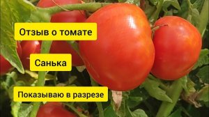 Отзыв о томате Санька, стоит ли его сажать.Новинка нашего огорода.