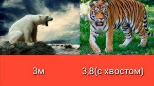 БЕЛЫЙ МЕДВЕДЬ ПРОТИВ АМУРСКОГО ТИГРА! КТО ЖЕ СИЛЬНЕЕ?!