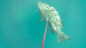 Spearfishing.Подводная охота-Групер